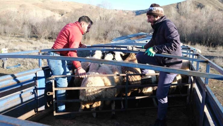 Erzincan’da besiciler 8 aylık göçe başladı