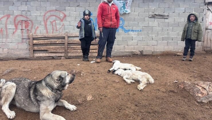 Erzincan’da kuzu telefleriyle ilgili numuneler laboratuvara gönderildi