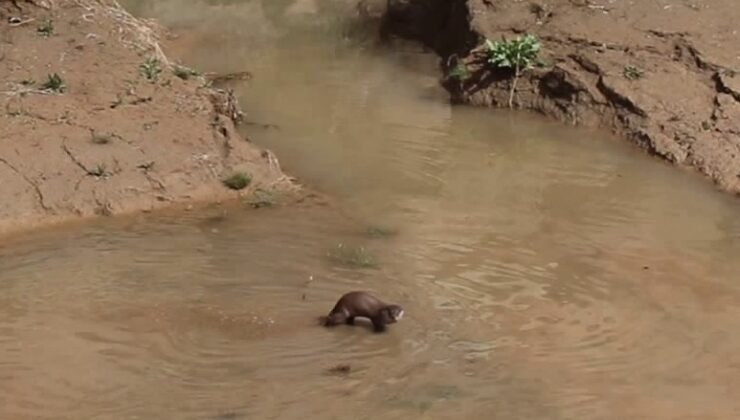 Erzurum’da nesli tehdt altındaki su samuru görüntülendi