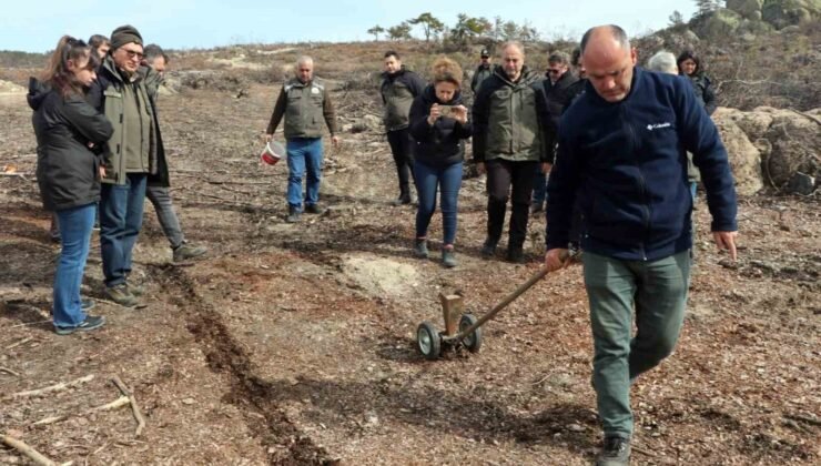 Eskişehir’de yangın sonrası ağaçlandırma çalışmaları başladı