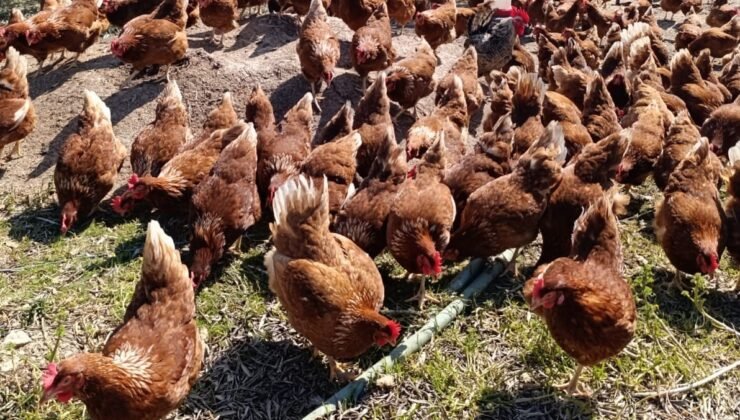 Ev kiraları şehirden kaçırdı, köyde “gezen tavuk” çiftliği kurdu