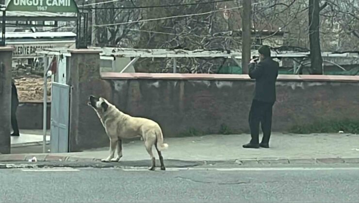 Ezanla birlikte uluyan köpek dikkat çekti