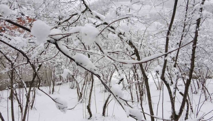 Fındıkta don endişesine bilimsel açıklama: “Şu an risk yok, fayda var”