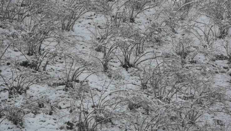 Fındıkta zirai don tehlikesi devam ediyor