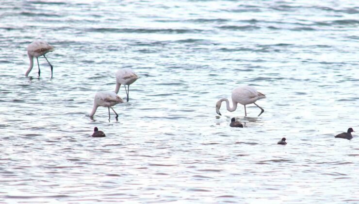 Flamingolar Van Gölü Havzası’na geri döndü