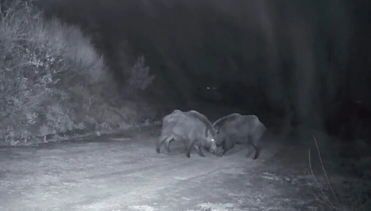 Ganos Dağları’nda domuz sürüsünün kavgası kameraya yansıdı
