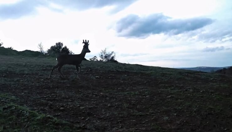 Ganos Dağları’nda karacalar fotokapana yakalandı