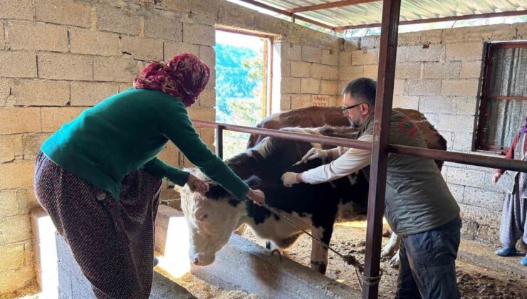 Gazipaşa’da hayvan sağlığı için sahada yoğun mesai
