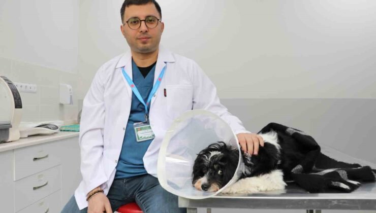 Görenler gözlerine inanamadı: Köpeğin karnından 140 taş çıktı