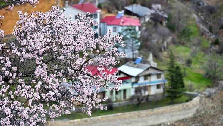 Gümüşhane’de baharın renkleri kışın beyazıyla kucaklaştı