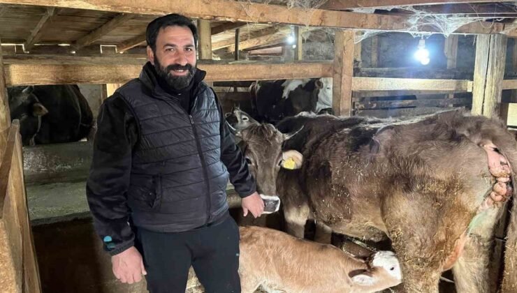 Hasta doğan buzağıları buhar makinesiyle hayatta tutuyor