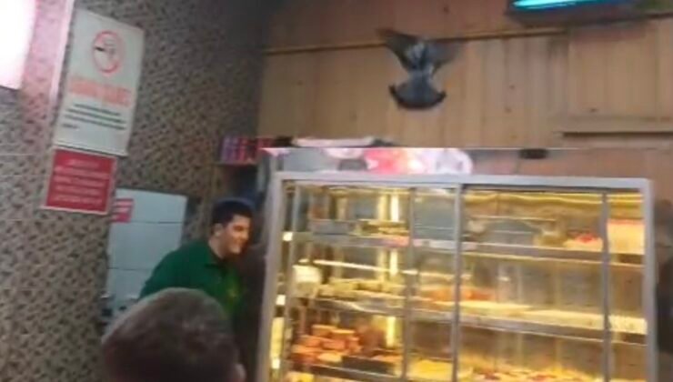 İftarda lokantaya giren güvercin ortalığı karıştırdı