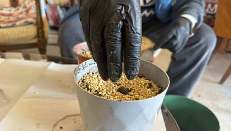 Iğdır’da Nevruz’un simgesi semeniler hazırlanmaya başlandı