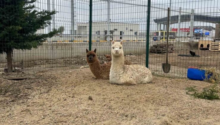 İpsala Sınır Kapısı’nda minibüste cins hayvanlar ele geçirildi