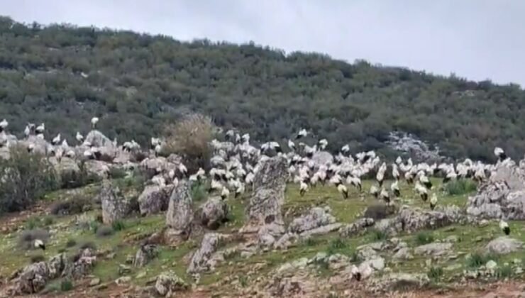 İslahiye’de leylek akını