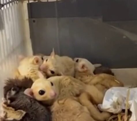 Isparta’da 33 şeker planörü ve 2 Arap tavşanı ele geçirildi