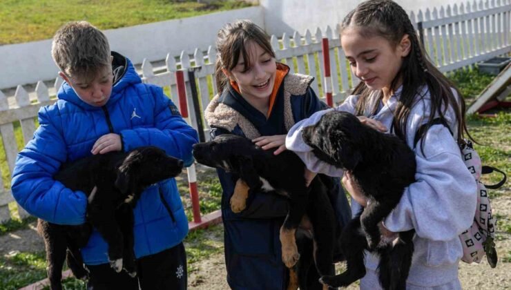 İzmir’de 2 bin 300 patili yuva bekliyor