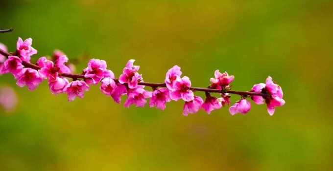 İznik Ovası’nda bahar şöleni : Şeftali bahçeleri kartpostallık görüntüler oluşturdu
