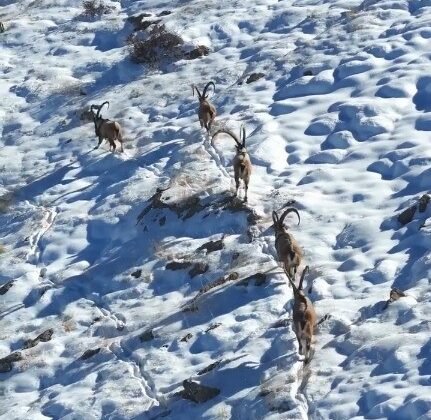 Kahramanmaraş’ta yaban keçileri görüntülendi