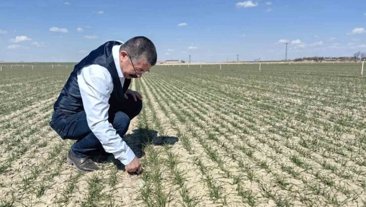 Karapınar’da hububat ekili alanlarda gelişim iyi