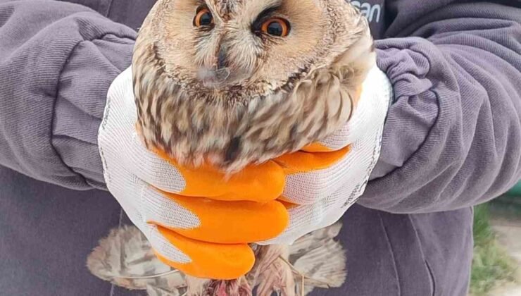 Karapınar’da yaralı baykuş tedaviye alındı