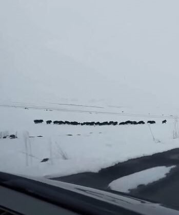 Karlı arazide ilerleyen domuz sürüsü görüntülendi