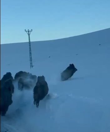 Karlı köy yolundaki domuz sürüsü kamerada