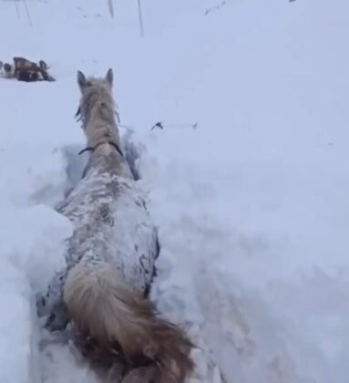 Kars’ta bu kez at kara saplandı