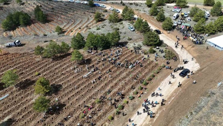 Kastamonu’da 210 bin fidan toprakla buluşturulacak
