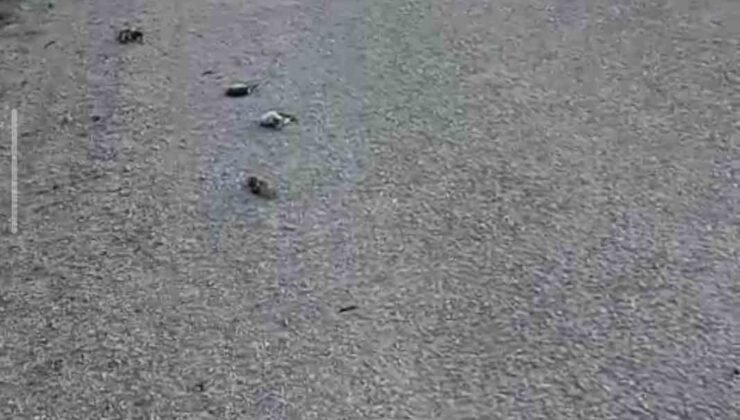 Kastamonu’da onlarca kuş yolda telef olmuş halde bulundu