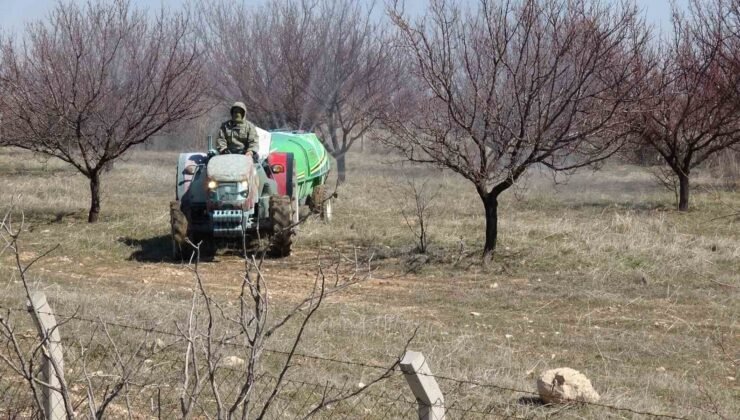 Kayısıda kritik bakım dönemi başladı