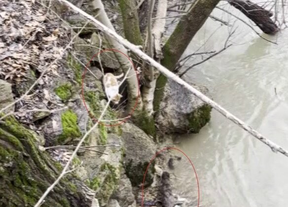 Kedi ile su samurunun saklambaç oyunu kameraya yansıdı