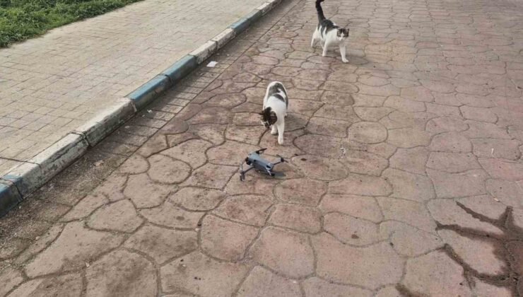 Kediler dronu fare sandı, ortaya renkli görüntüler çıktı