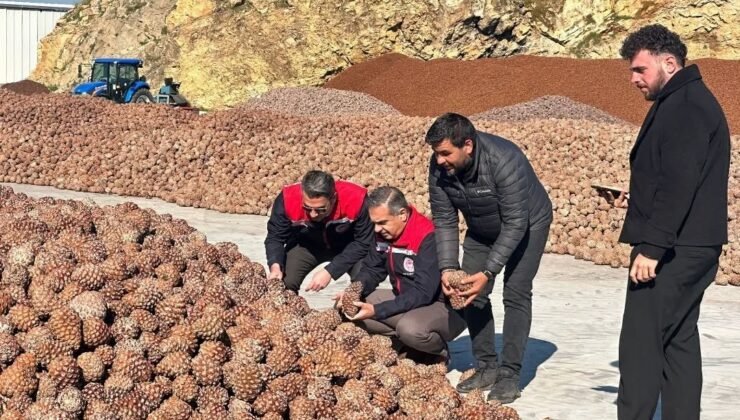 Koçarlı’da Çam Fıstığı işleme tesisindeki çalışmalar yerinde incelendi