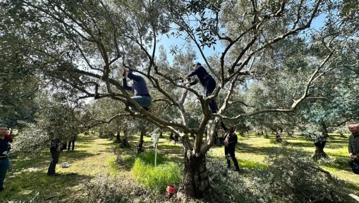 Koçarlılı üreticilere uygulamalı budama eğitimi