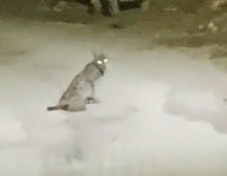 Konya’da vaşak görüntülendi