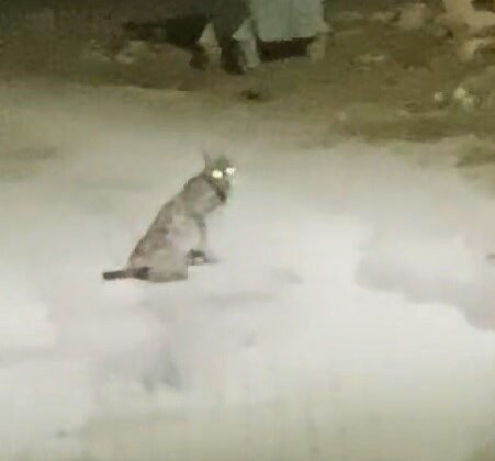 Konya’da vaşak görüntülendi