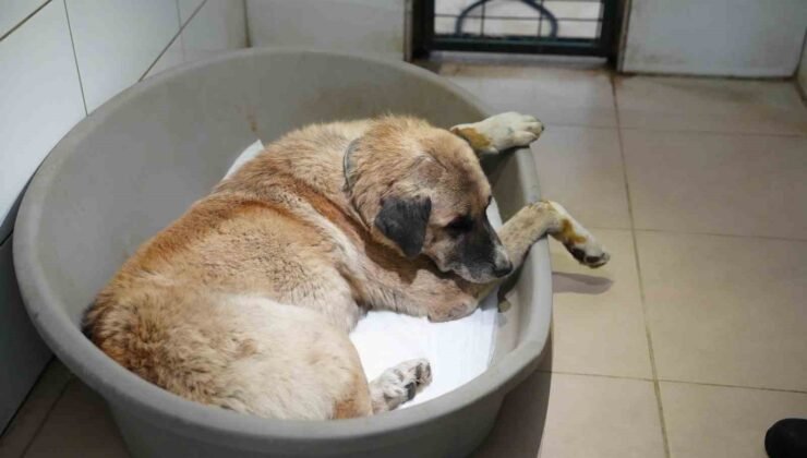 Köpeği ezen sürücü serbest bırakıldı