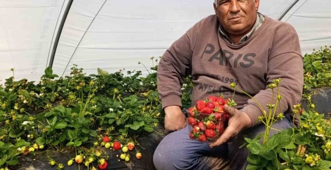 Köprübaşı çileği altın sezonunu yaşıyor