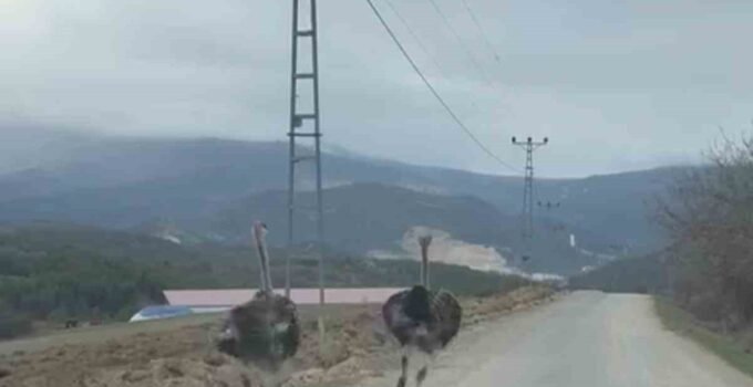 Köy yolunda koşan deve kuşları kameraya yansıdı