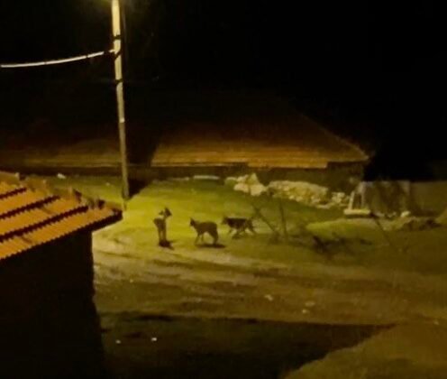 Köye inen kurt sürüsü kamerada