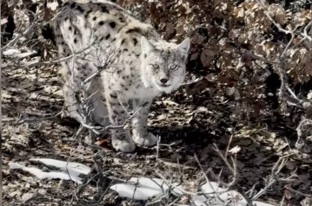 Köyün içerisine giren vaşak görüntülendi