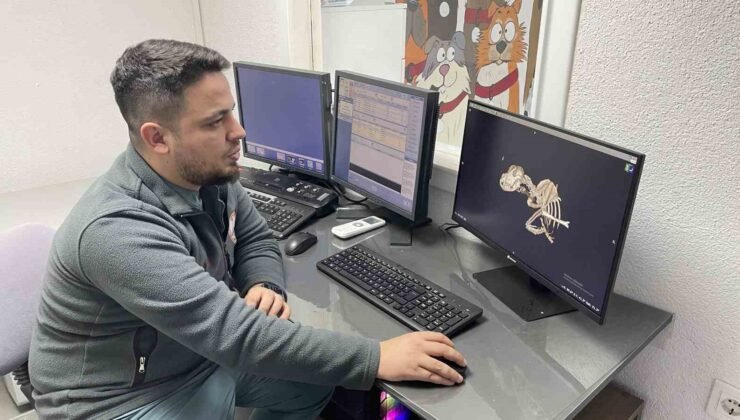 Kulağından beynine tümör yayılan sokak köpeği zorlu operasyonla hayata tutundu