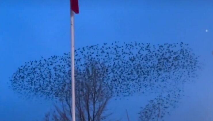Kuşların Türk bayrağı çevresindeki mest eden dansı kamerada
