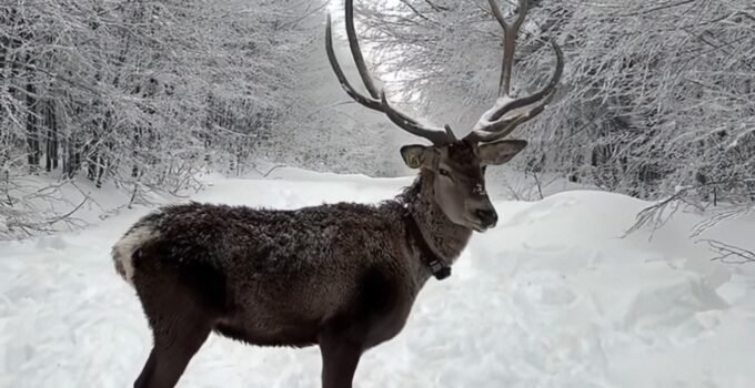 Kuzuyayla’da tatilcilere kar ve kızıl geyik sürprizi