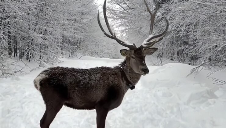Kuzuyayla’da tatilcilere kar ve kızıl geyik sürprizi