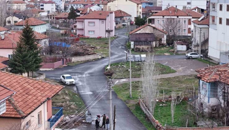 Mahallenin maskotu oldular, baharla birlikte yuvalarına döndüler