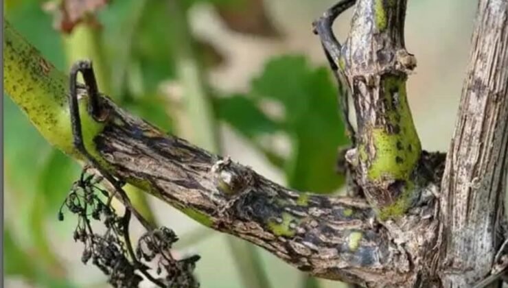 Manisa’da bağcılara ‘Ölükol’ uyarısı