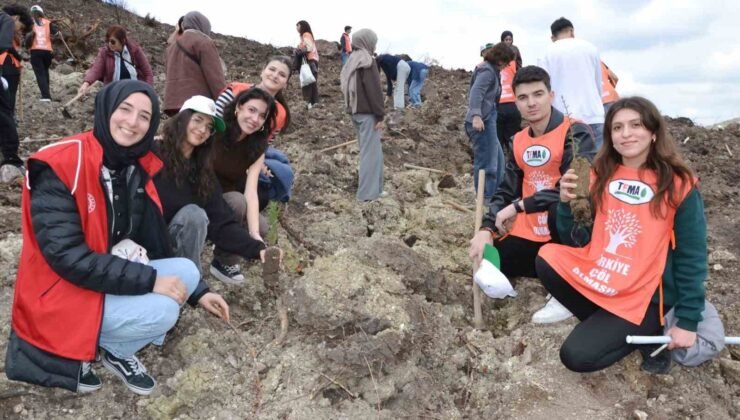 Manisa’da yanan alanlar yeniden yeşeriyor