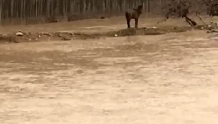 Mardin’de sel sularına giren vatandaş atını kurtardı